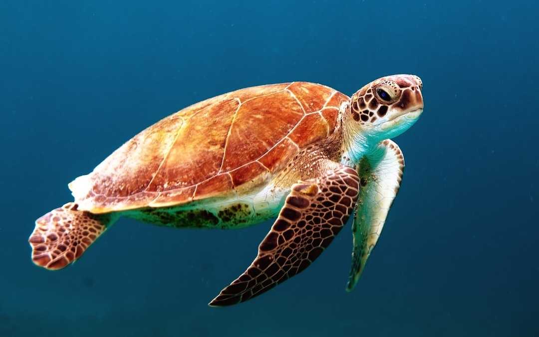 Una tortuga marina verde nadando en el océano. La importancia de un protector solar ocean friendly