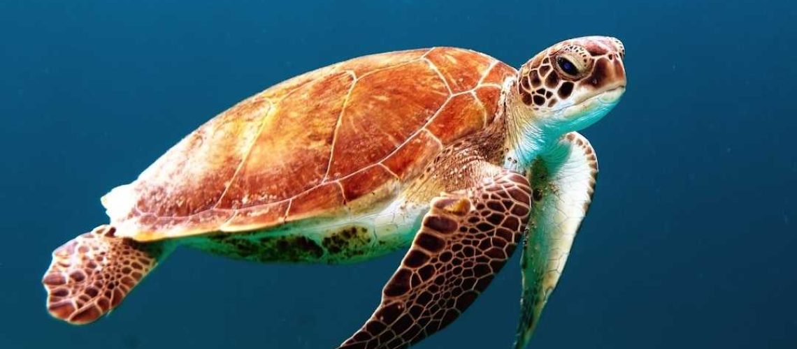 Una tortuga marina verde nadando en el océano. La importancia de un protector solar ocean friendly